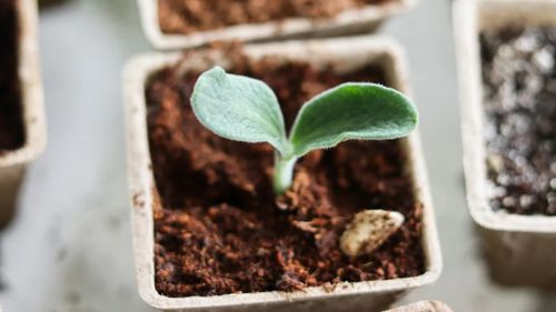 Ghivece biodegradabile din biocompozit cu bagasă de trestie de zahăr tratată, alternativa sustenabilă la plastic în agricultură