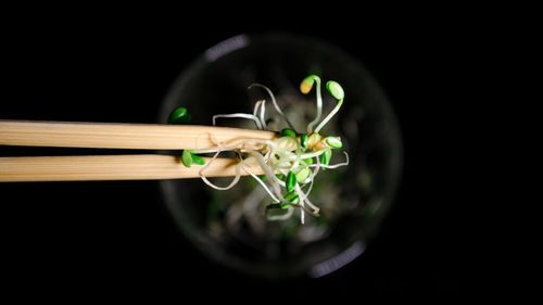 Norvegia se luptă cel mai mare focar de toxiinfecție alimentară din ultimele decenii / De vină pare a fi un lot de muguri de lucernă importat din Italia, infestat cu Salmonella