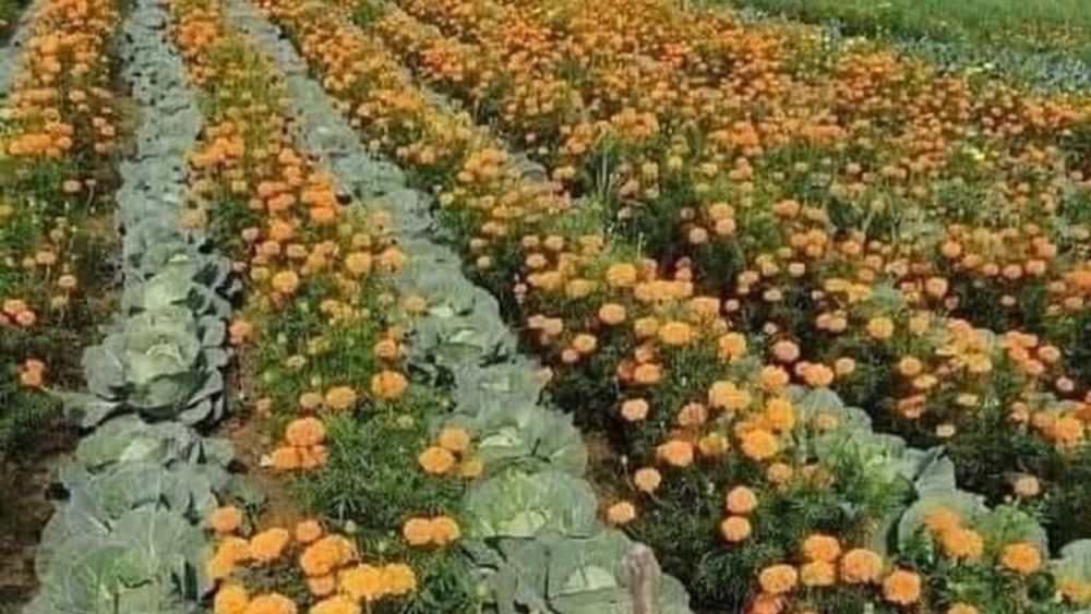 Ce sunt „plantele companion”, florile care protejează legumele în grădină/Cum să le asociezi