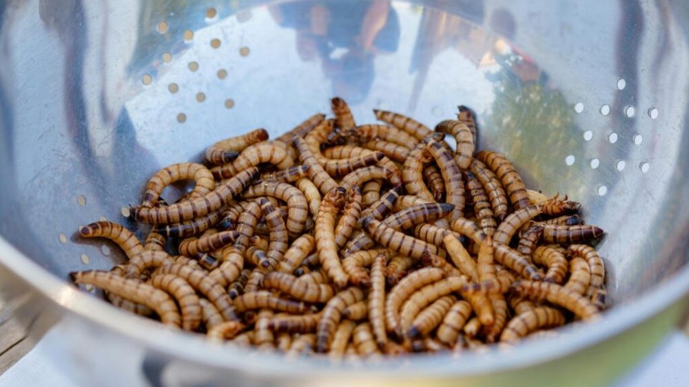 Industria insectelor caută sprijin în achizițiile publice europene, pe fondul scăderii cererii și al crizelor de imagine