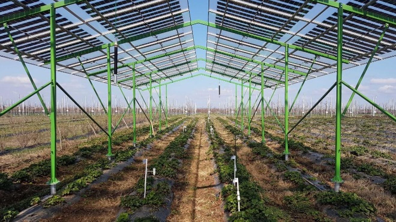 Sisteme hortivoltaice: cum pot fermierii recupera până la 30% din pierderile de recoltă