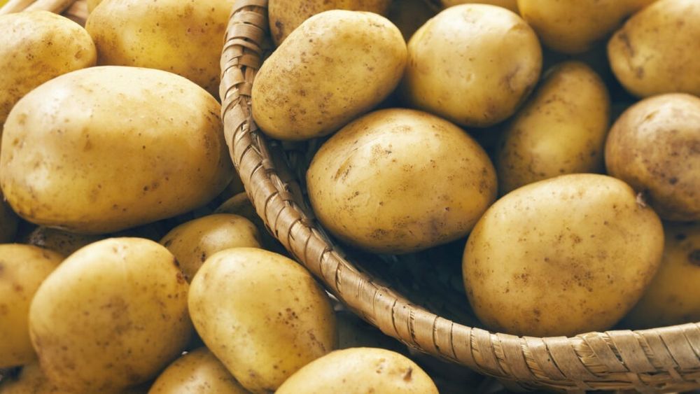 Cercetătorii au dezvoltat un nou soi de cartof, rezistent la boala „mana târzie” / Cartoful numit CIP-Asiryq este rezistent la boli și necesită mai puține pulverizări cu pesticide / Dr. Stefan Schmitz: „Mana târzie aduce pierderi de miliarde de dolari în fiecare an”