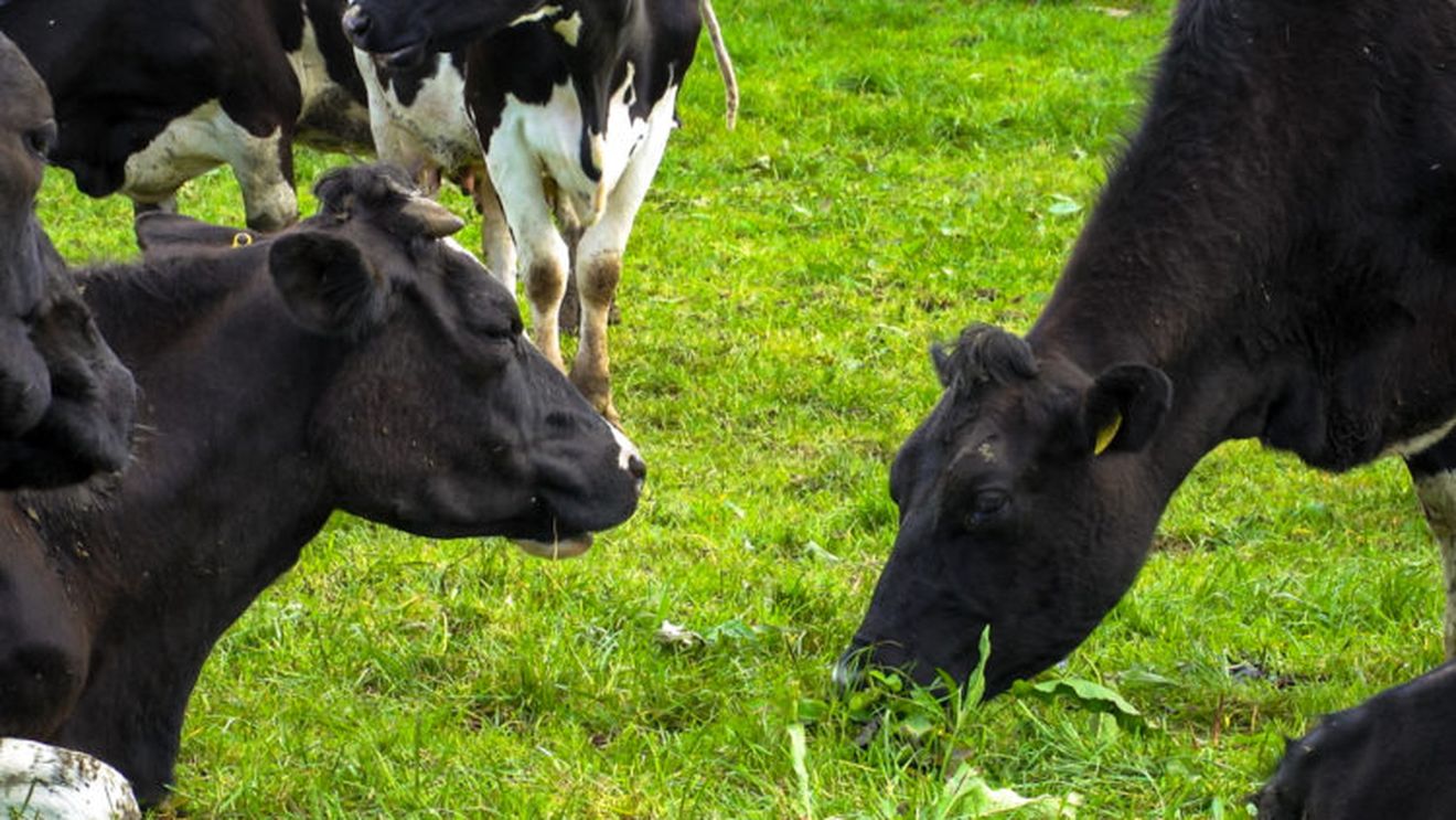 VIDEO | Agricultura biodinamică - o modalitate holistică de a aborda procesele agricole/ Este agricultură ecologică, dar și ceva mai mult