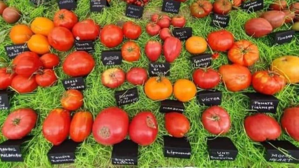 Un fake viral umbrește realizările reale ale grădinarilor locali: România a participat la Festivalul Tomatelor de la Bruxelles cu 230 de soiuri, nu 1.504 / Agricultorii au câștigat și un premiu