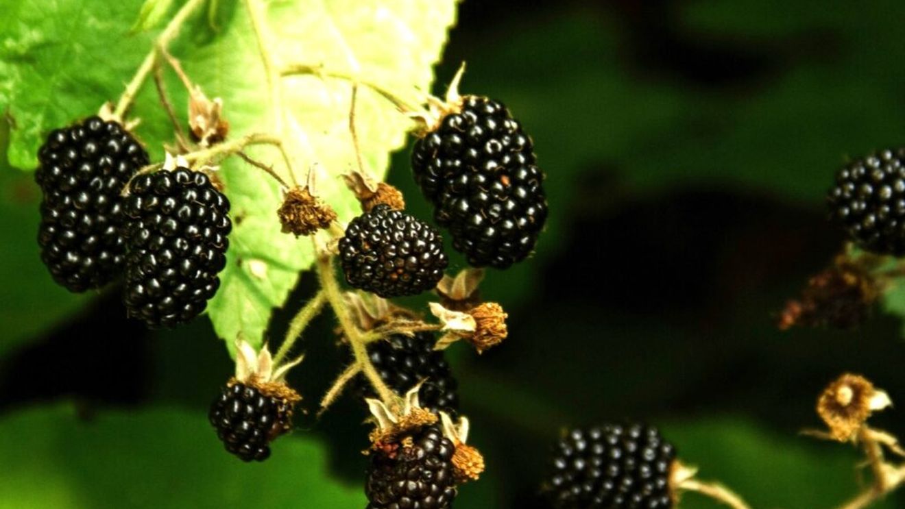 Alimente negre. Gust uimitor și beneficii extraordinare pentru sănătate. Lista include orezul, roșiile și porumbul, toate negre