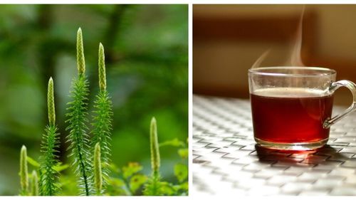 „Ceaiuri românești”: Ceaiul de pedicuță ajută la combaterea dependenței de tutun și alcool/ Acest ceai este benefic și pentru sănătatea ficatului și rinichilor