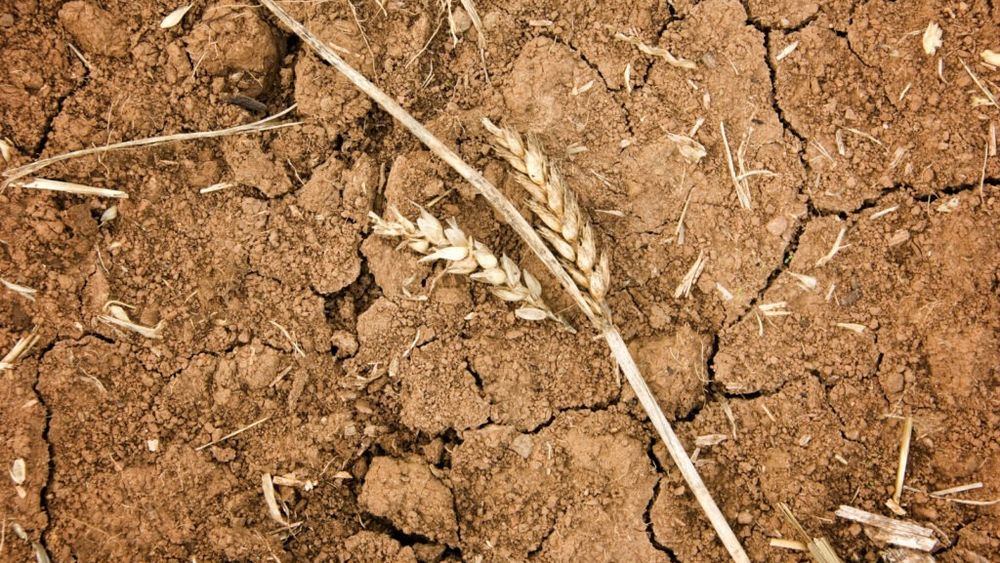 Rusia: Seceta şi costurile ridicate cu combustibilii afectează însămânţarea grâului de iarnă