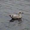 Australia, ultimul continent fără focare de gripă aviară H5N1, a detectat primul caz suspect / Autoritățile au activat măsuri de biosecuritate