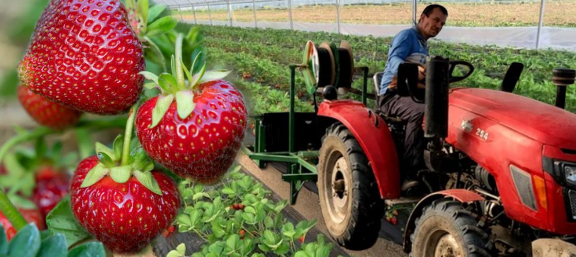 FOTO | De la curier în Anglia la propria cultură de căpșuni în România. Afacerea de familie crescută pas cu pas într-un sat din Olt / „Cu banii de pe primul solar am mai făcut încă unul. Acum am ajuns la câteva mii de mp de cultură în solar și în câmp”