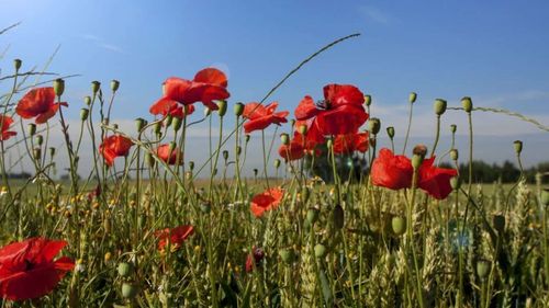 ONG: Fermierii afgani luptă să supravieţuiască după ce talibanii au interzis opiul