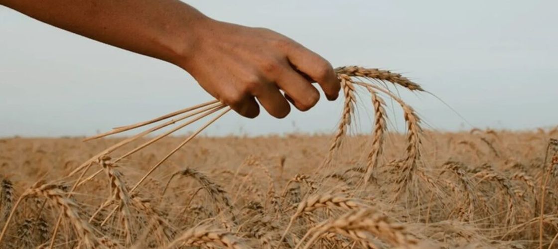 Războiul lovește agricultura mondială / Terenurile minate din Ucraina reduc producția și cresc costurile alimentare