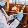 Europa caută alternative la sacrificarea în masă a animalelor / Cercetătorii avertizează că vaccinurile nu sunt soluția miraculoasă