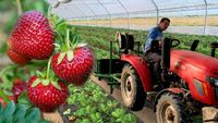 FOTO | De la curier în Anglia la propria cultură de căpșuni în România. Afacerea de familie crescută pas cu pas într-un sat din Olt / „Cu banii de pe primul solar am mai făcut încă unul. Acum am ajuns la câteva mii de mp de cultură în solar și în câmp”