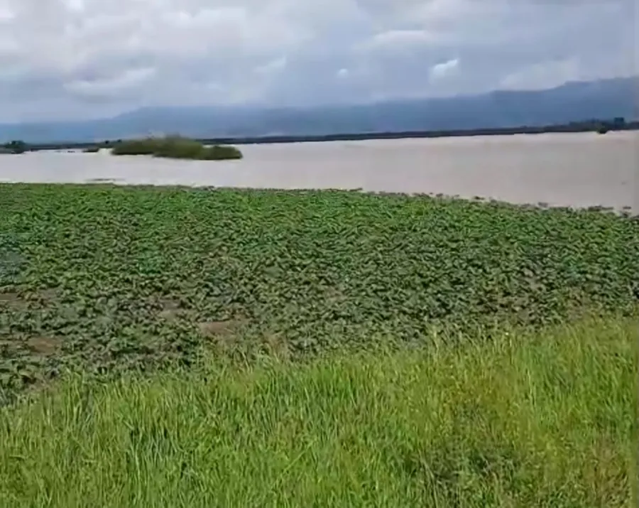 Cum arata culturile distruse de inundatii, din Covasna