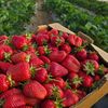 RAPORT Pesticide Action Network | Top 4 fructe care conțin cele mai multe pesticide/ PAN: Fiecare pesticid în parte este sigur, dar împreună dau un „cocktail” periculos. Copiii sunt cei mai afectați