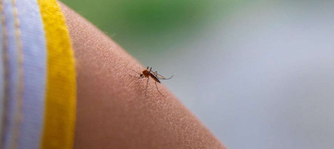 600.000 de țânțari modificați eliberați în grădini din SUA. Metoda ar putea reduce folosirea pesticidelor / Cum funcționează