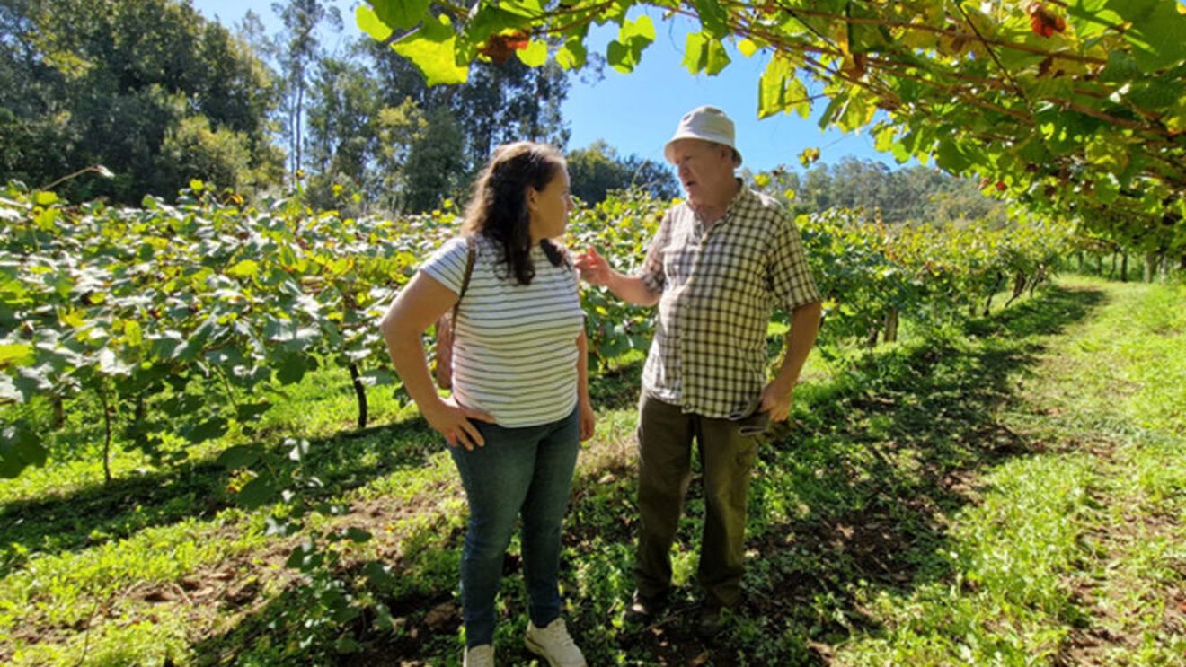 Are 74 de ani și oferă gratuit 26 de parcele de viță-de-vie. Nu trebuie plantat nimic, totul este gata pregătit. „Doar să știu că cineva are grijă de ele”