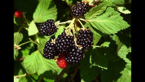 Fructul numărul 1 care ajută la prevenirea inflamației din corp, conform unui dietetician / Conține vitamina C și fibre