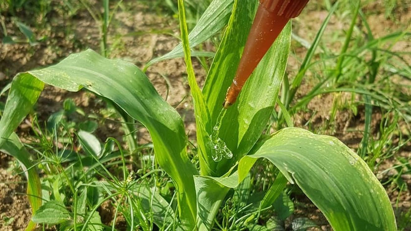 Un hidrogel agricol ecologic înlocuiește pesticidele toxice cu viermi / Loturile tratate cu gel au produs o tonă suplimentară de porumb pe hectar