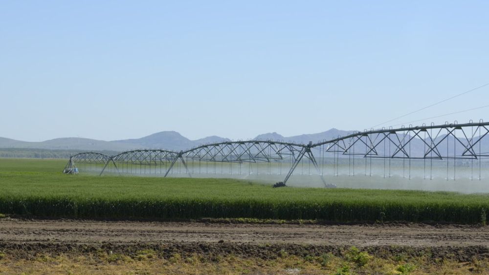 APIA, despre campania pentru Cereri de plată 2024: Au fost primite peste 730.000 de solicitări, pentru o suprafaţă de 9,96 milioane hectare