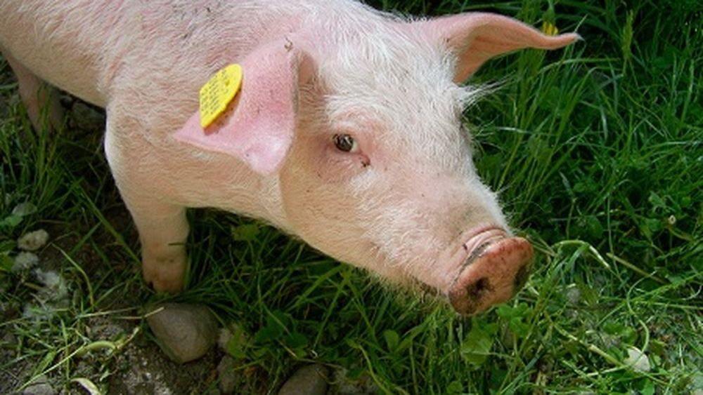 Bani de la guvern pentru sectorul creșterii suinelor: 33,33 euro pentru porcul gras și 50 de euro pentru animalele de reproducție ( scroafe și scrofițe ); beneficiarii eligibili și condițiile de primire a ajutorului financiar