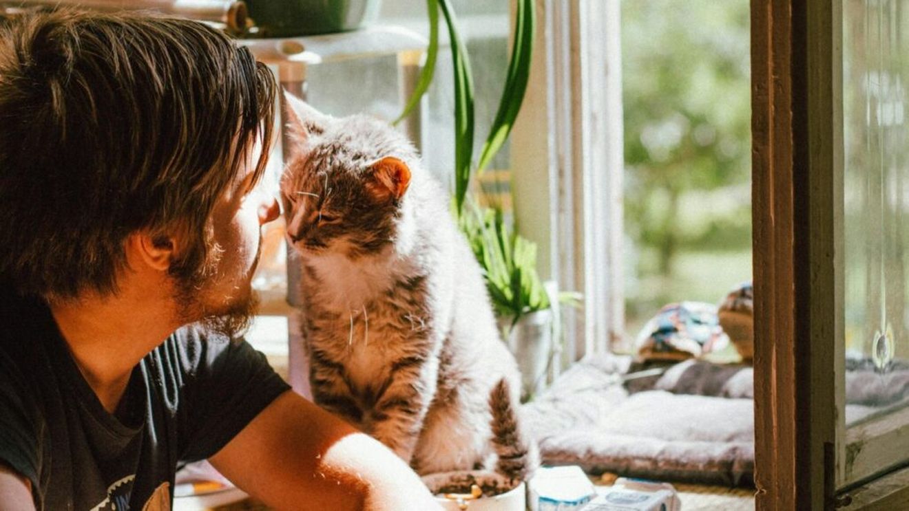 Tăticii de pisici, noua forță de pe piață: Companiile de hrană pentru animale ezită să-i cucerească