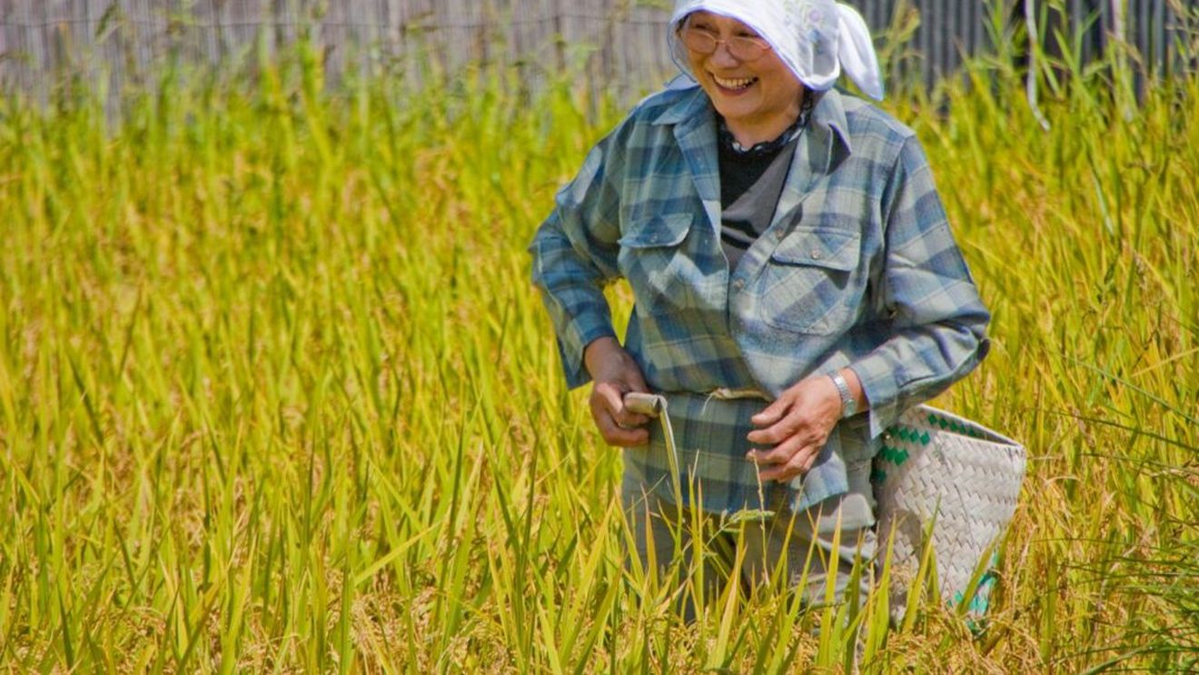Japonia se confruntă cu un deficit semnificativ de angajaţi străini, iar unul dintre cele mai afectate domenii este agricultura / Declin de 20% al numărului de lucrători agricoli în cinci ani