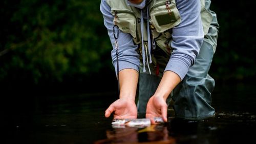 EXCLUSIV Puietul de păstrăv de la Gilău, afectat de un parazit supranumit „ucigașul somonului”/ „Procentul de daună e de 30%. Vom furniza pește pe piață și în 2025” - Direcția Silvică Cluj