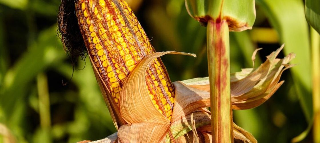 De ce presiunea pentru aprobarea organismelor modificate genetic/ Lucian Dragomir (legumicultor): „Unii  fermieri care întrevăd pe termen scurt câștiguri financiare importante pun presiune pentru aprobarea cultivării organismelor modificate genetic”