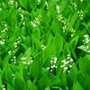 Șapte plante pe care să nu le cultivi niciodată în grădina ta / Unele se răspândesc necontrolat, iar altele fac prea multă mizerie