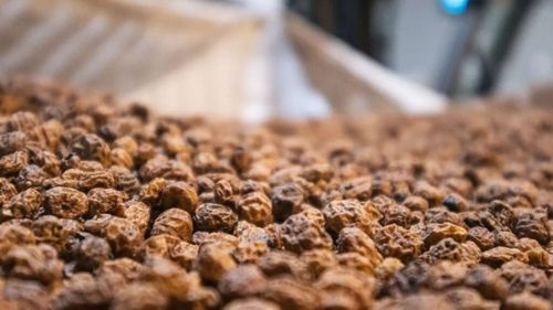 Ulei comestibil obținut de spanioli dintr-o buruiană: Comisia Europeană a autorizat uleiul de migdale de pământ ca aliment nou / Acesta poate fi folosit în produse de panificație și sosuri pentru salate