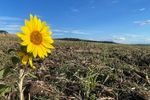 GALERIE FOTO | Cum arată câmpurile din județul Alba la început de toamnă