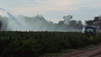 O metodă de zeci de ori mai ieftină ar putea curăța terenurile agricole de „chimicalele eterne” / Cercetătorii folosesc plante pentru a extrage PFAS din sol