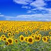 Fermierii ucraineni contestă prioritizarea oleaginoaselor la export / UAC avertizează că cerealele ar putea rămâne în depozite, iar veniturile producătorilor ar scădea