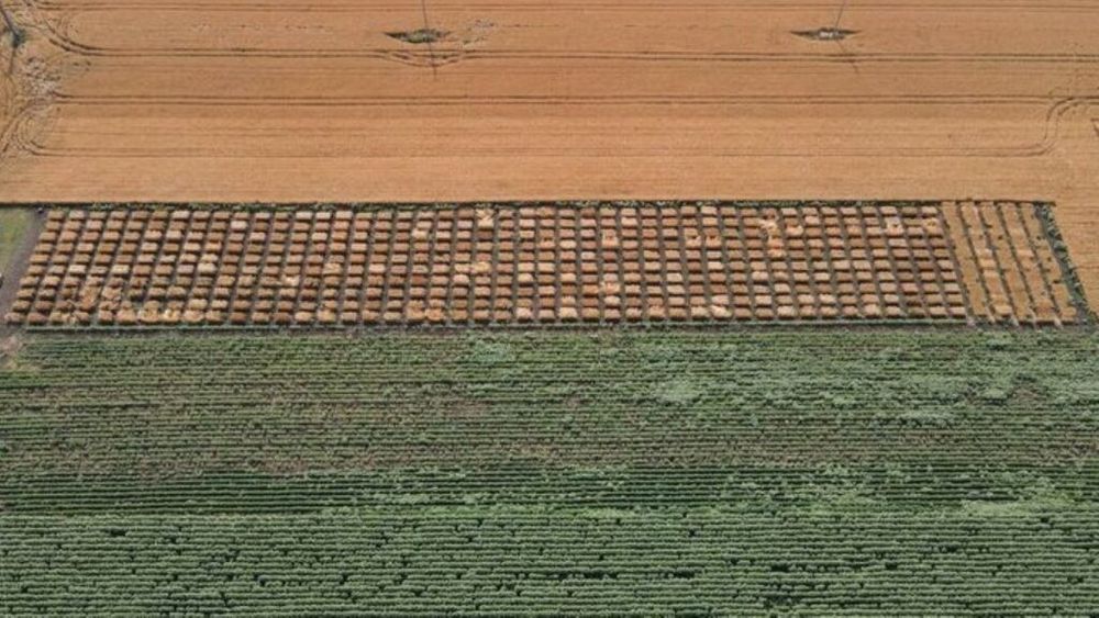 Peste 400 de soiuri de grâu, prezentate ieri la Ferma Ezăreni, Iași, cu ocazia Zilei Biodiversității Grâului. Un viitor centru de cercetare în domeniul agricol, la USV Iași