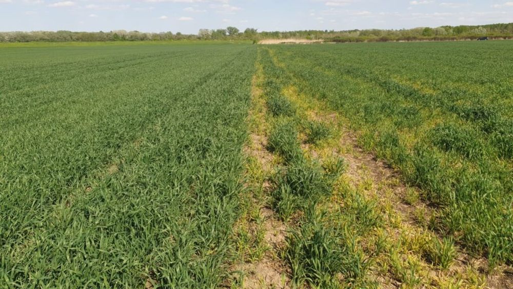 Culturile de câmp se vor menţine în starea de repaus biologic, în aproape toată ţara (agrometeo)