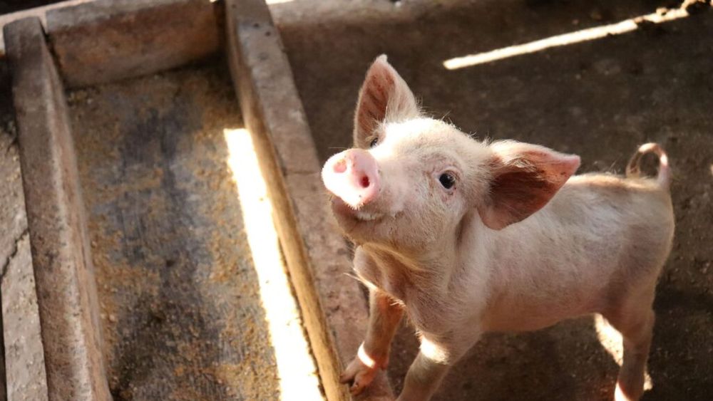 Ministerul Agriculturii: ”au fost plătite până în prezent 27,8 mil. de euro, din suma totală de 265 mil. de euro, fermierilor înscriși în Programul de sprijin pentru reproducție în sectorul suinelor; România va avea încă 1,8 mil. de purcei”