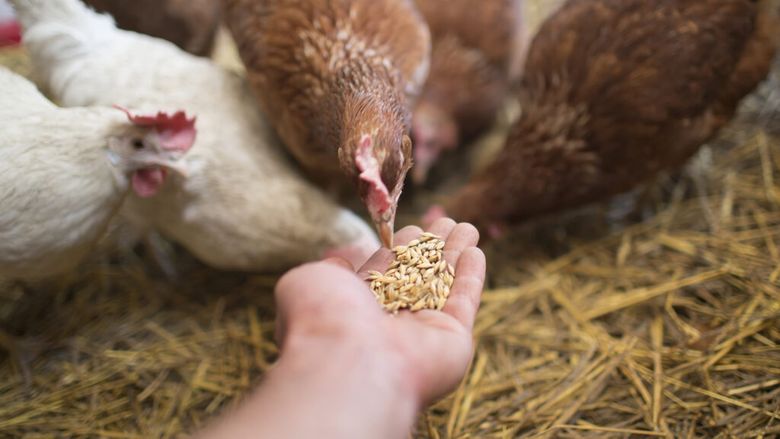 Cum ajung „superbacteriile” în farfurie / Alimentele contribuie la răspândirea rezistenței la antibiotice / Utilizarea acestor medicamente în agricultură, un factor major