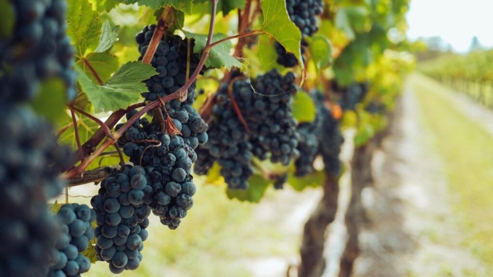 Comisia Europeană a aprobat un plan în valoare de 120 de milioane de euro pentru defrișarea viței de vie în Franța, cu scopul de a reduce supraproducția de vin / Măsura vine în contextul efectelor economice generate de războiul din Ucraina