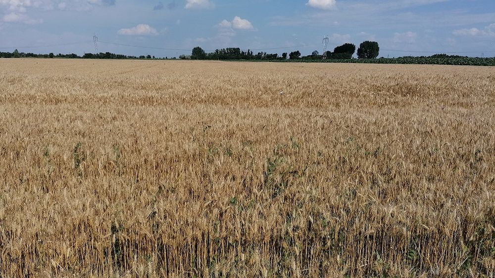 Export de grâu românesc ”cu piciorul pe accelerație”: peste 200.000 t vândute în săptămâna 2 - 9 aprilie 2023