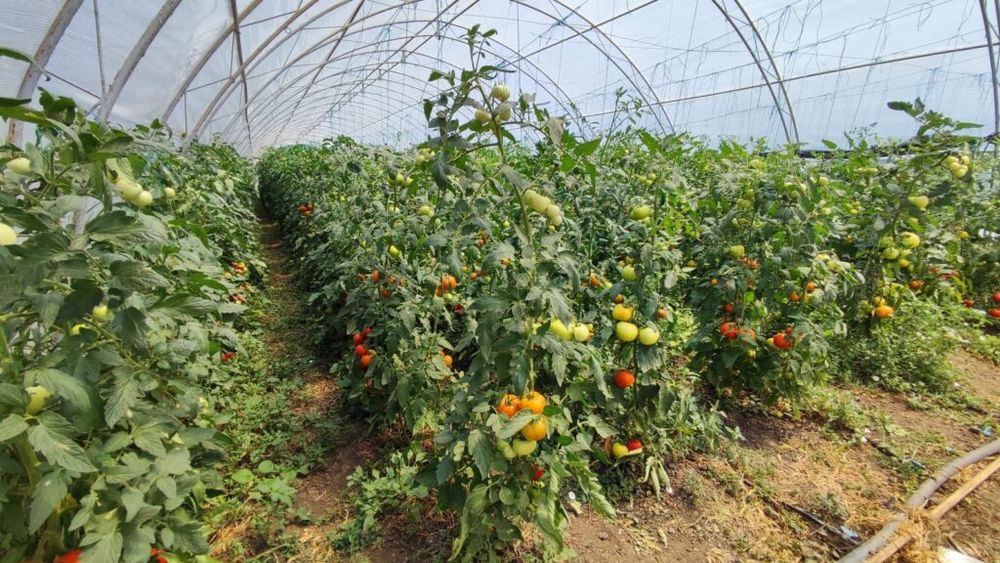 Fermier cu valoare adăugată: Un mic fermier din Călărași iși extinde activitatea pentru a veni în întâmpinarea pieței HoReCa / Va ambala legume curățate și tăiate: „Cel mai tare ne e teamă de birocrație”