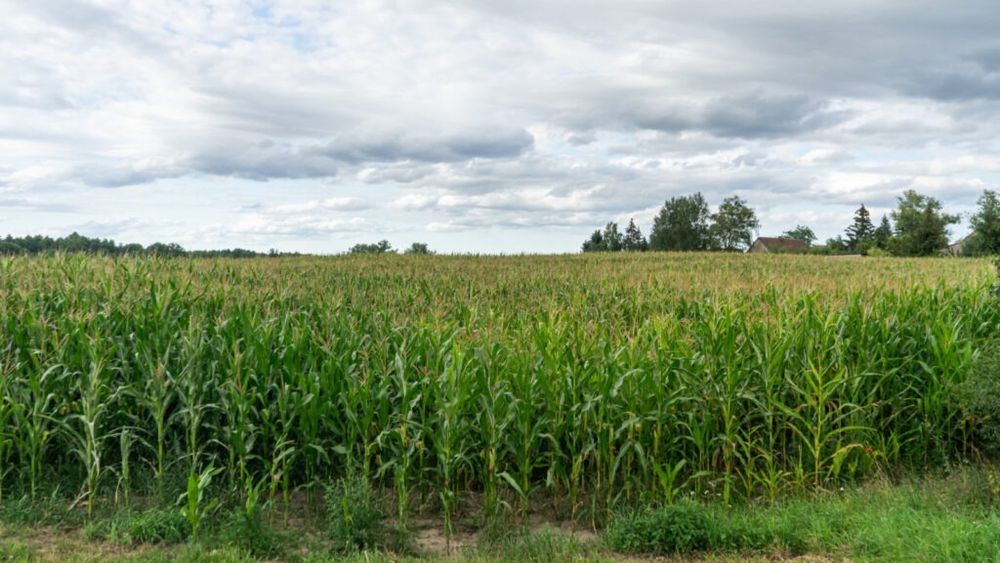 Ucrainenii mizează pe porumb pentru profit în 2025 / Suprafața cultivată va crește cu până la 300.000 hectare