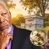 VIDEO | Morgan Freeman și-a transformat ferma într-un refugiu pentru albine. Actorul dedică 50 de hectare conservării naturii: „Nu am nevoie de o vilă uriașă cu cinci băi”