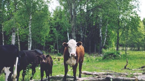 Afectați de schimbările climatice, unii fermieri au apelat la metode agricole străvechi, precum agrosilvicultura / Acestea s-au dovedit a fi eficiente