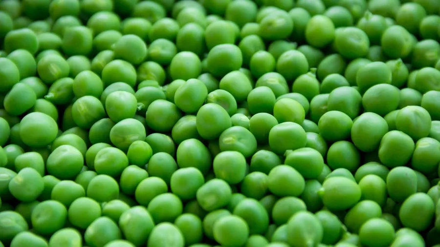 mazare, Italia, proteine, Micro Protein
