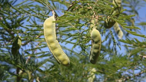 Mesquite, o leguminoasă cu gust dulceag mai puțin cunoscută din gastronomia tex-mex. Este aromată, fără gluten și cu indice glicemic scăzut