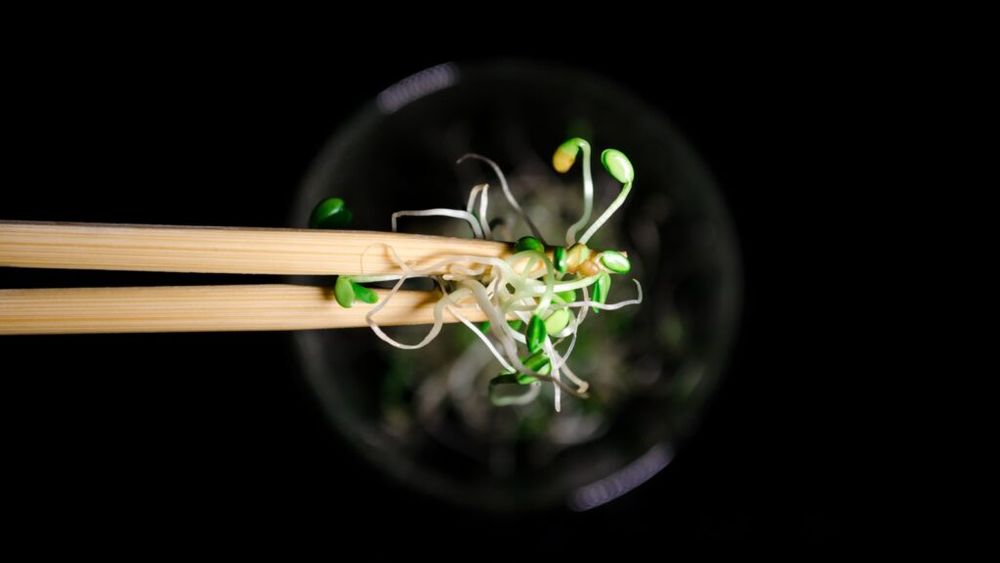 Norvegia se luptă cel mai mare focar de toxiinfecție alimentară din ultimele decenii / De vină pare a fi un lot de muguri de lucernă importat din Italia, infestat cu Salmonella