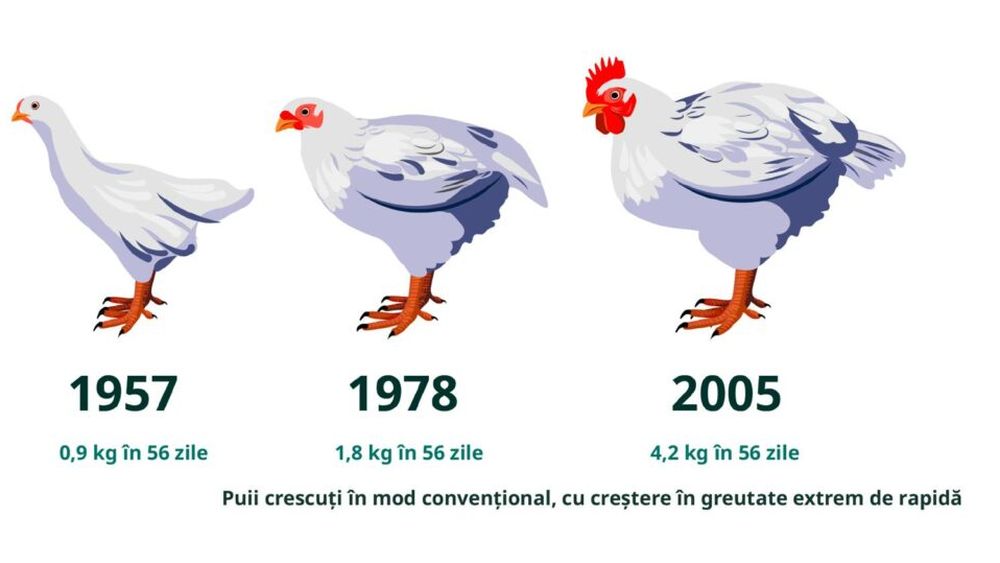 Marile lanțuri fast-food din România, încurajate să îmbunătățească condițiile de viață ale puilor crescuți pentru carne. Pe primele locuri în top, Germania și Franța