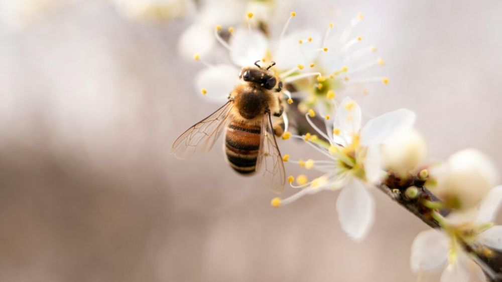 Viespea asiatică se hrăneşte cu o varietate de insecte - albina meliferă, bondarul de pământ şi bondarul cu coadă roşie, principalii trei polenizatori ai culturilor din Europa