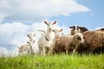 O nouă rasă românească de capre va produce lapte fără gust de capră/Ionică Nechifor, cercetător: „În anii următori vom veni în fața fermierilor cu o nouă creație biologică”